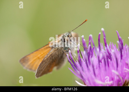 Kleine Skipper Butterfly Fütterung auf Creeping Thistle, England, UK Stockfoto