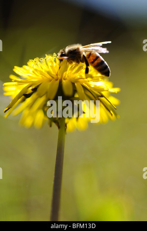 Biene auf der Blume Löwenzahn Stockfoto