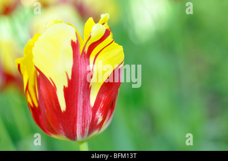 Rote und gelbe Tulpe Stockfoto