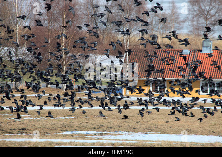 Große Schwärme von Zugvögeln Nebelkrähen zurück in ihre Brutgebiete in Nordschweden. Vaesternorrland, Schweden. Stockfoto