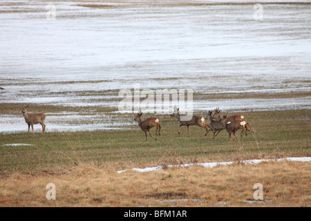 Reh (Capreolus Capreolus) auf dem Flug über eine schneebedeckte Wiese im zeitigen Frühjahr. Stockfoto