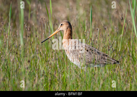 Uferschnepfe - Limosa Limosa - schwarz-angebundene Uferschnepfe Stockfoto