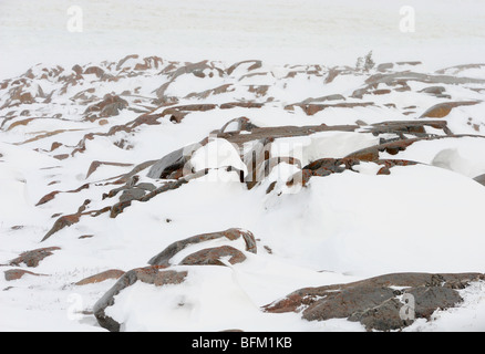 Küste der Hudson Bay im Blizzard, Churchill, Manitoba, Kanada Stockfoto