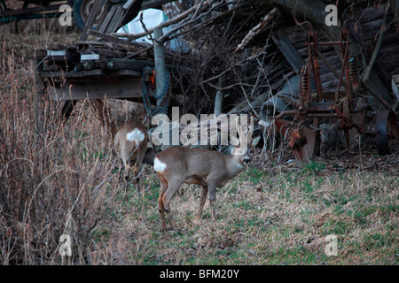 Reh (Capreolus Capreolus) grasen auf einer Wiese im zeitigen Frühjahr. Vaesternorrland, Schweden. Stockfoto