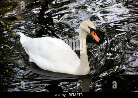 Weisser Schwan Stockfoto