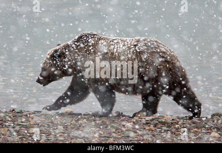 Ein Grizzlybär Sau geht durch einen Schneesturm im Glacier National Park, Montana Stockfoto