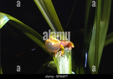Männliche nördliche Zwerg Treefrog (Litoria bicolor), Townsville gemeinsamen Aufruf Stockfoto