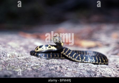Breit-köpfigen Schlange (Hoplocephalus Bungaroides) in Morton Nationalpark, New South Wales, Australien Stockfoto