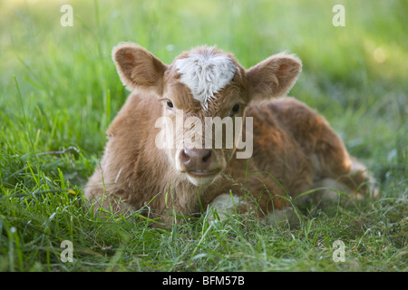 junge Kuh, die vieles in der Rasen - Bos Primigenius Taurus Stockfoto