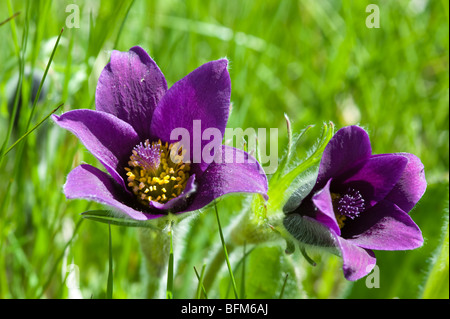 Kuhschelle (Pulsatilla Vulgaris), paar Stockfoto