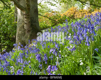 Bluebell (Scilla non-Scripta), im Wald Stockfoto