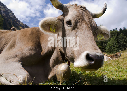 Kuh in den Schweizer Alpen. Graubünden, Schweiz. Stockfoto