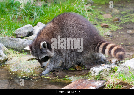 Waschbär - Procyon Lotor-gemeinsame Waschbär aus Europa Stockfoto