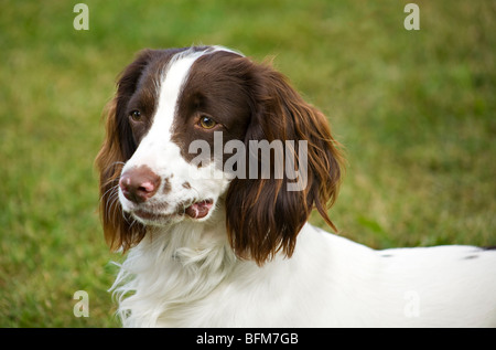 Porträt eines englischen Springer-Spaniels (Canis lupus familiaris) mit einem leichten Klumpen an der Mundseite. Stockfoto