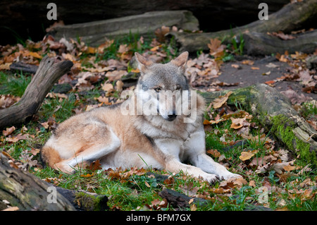 Europäischer Wolf - (Canis Lupus) - europäischer wolf Stockfoto