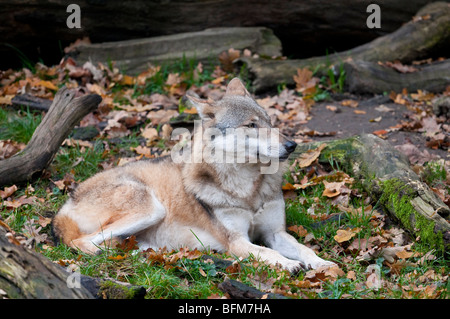 Europäischer Wolf - (Canis Lupus) - europäischer wolf Stockfoto