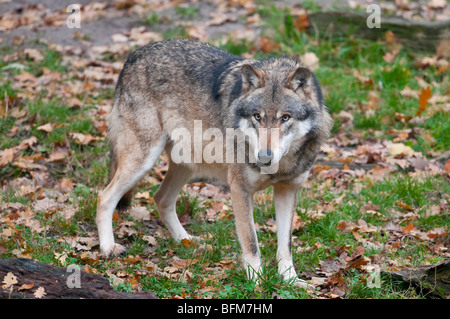 Europäischer Wolf - (Canis Lupus) - europäischer wolf Stockfoto