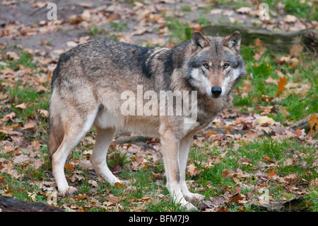 Europäischer Wolf - (Canis Lupus) - europäischer wolf Stockfoto