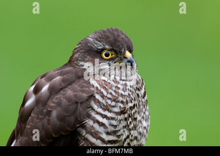 Sperber (Accipiter Nisus) - Sperber Stockfoto