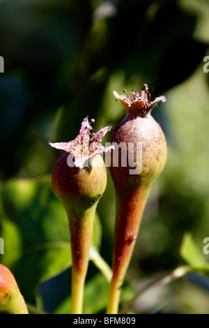 KONFERENZ FÜR JUNGE BIRNE FRUITLETS IM FRÜHLING. Stockfoto