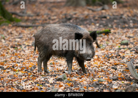 Wildschwein - Keiler - Sus scrofa Stockfoto