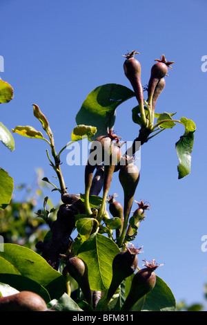 KONFERENZ FÜR JUNGE BIRNE FRUITLETS IM FRÜHLING. Stockfoto