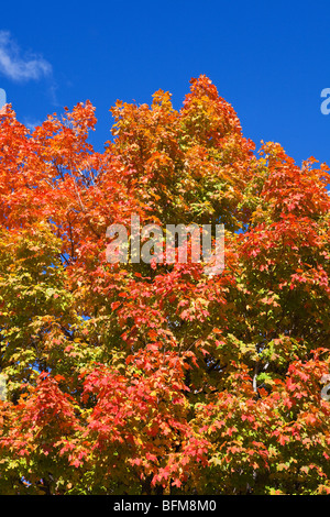 Natur wechselnden Farben Stockfoto