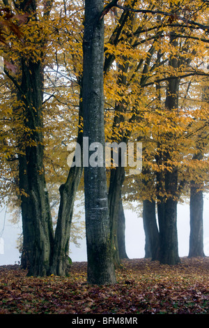 Frühen Herbstmorgen im Wald mit Nebel im Hintergrund. Stockfoto