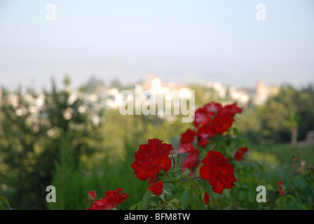 zeigen Sie mit roten Rosen von Gärten der Generalife gegenüber der Alhambra-Palast, Granada, Andalusien, Spanien an Stockfoto