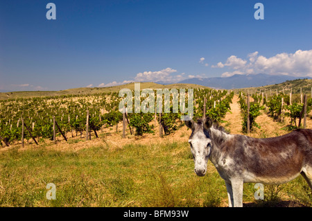 Weinberge in der Nähe von Melnik in Bulgarien des Pirin-Gebirges Stockfoto