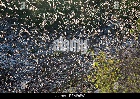 Mexikanische Free-tailed Fledermäuse vor Brasiliensis im Flug aus Bracken Cave Texas USA Stockfoto