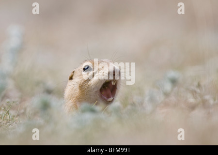 Ein Richardson's Ziesel (Spermophilus Richardsonii), geben ein Alarmruf am Eingang in die Höhle. Stockfoto