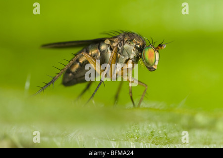 Weibliche langbeinige Fliege (Dolichopus Plumipes) Stockfoto