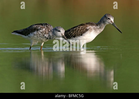 gemeinsamen Grünschenkel (Tringa Nebularia), zwei Individuen auf das Futter im flachen Wasser, Deutschland, Rheinland-Pfalz Stockfoto