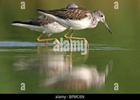 gemeinsamen Grünschenkel (Tringa Nebularia), zwei Individuen auf das Futter im flachen Wasser, Deutschland, Rheinland-Pfalz Stockfoto