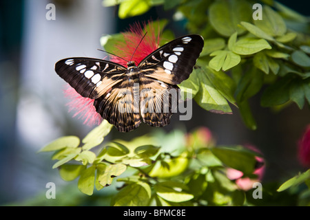 Die Key West Butterfly & Nature Conservatory Häuser Leben Schmetterlinge aus mehr als 50 Arten Key West Florida USA Stockfoto