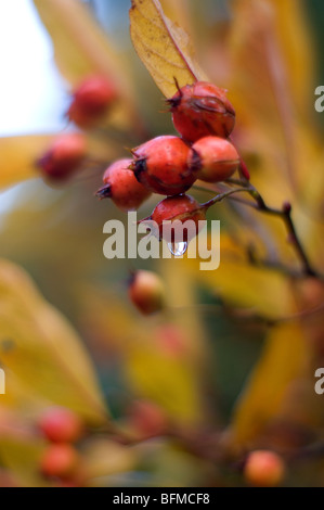 Früchte hängt von einem Baum Stockfoto