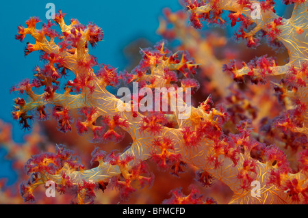 Nahaufnahme von weichen Korallen Dendronephthya SP., zeigt einzelne Polypen, "Red Sea" Stockfoto