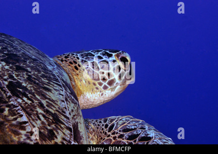 Closeup Leiter der Hawksbill Turtle, Eretmochelys Imbricata, "Red Sea" Stockfoto