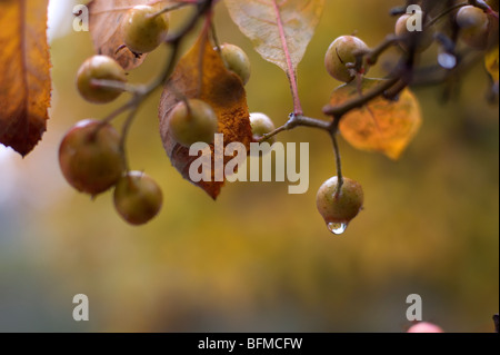 Früchte hängt von einem Baum Stockfoto