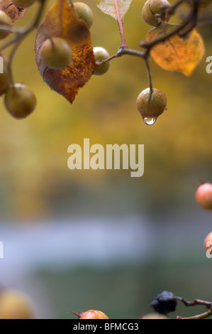 Früchte hängt von einem Baum Stockfoto