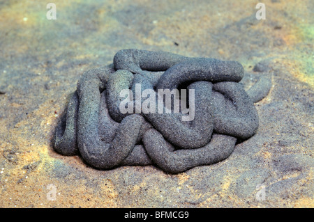 Wurm-Cast Unterwasser in geringer Tiefe auf Sand, im "Roten Meer" Stockfoto