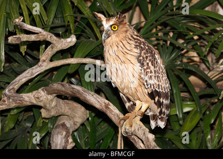 Buffy Fisch-Eule, findet Ketupa Ketupu in Süd-Ost-Asien aus Thailand, Java und Bali. Auch genannt malaiischen Fisch-Eule. Stockfoto