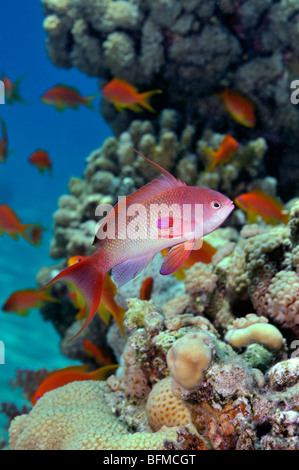 Männliche Scalefin oder Lyretail Anthias, Pseudanthias Squamipinnis, Fische mit anderen am Korallenriff, "Red Sea" Stockfoto