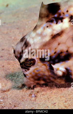 Staunend Surfschulen oder Kofferfisch Tetrasomus Gibbosus weht auf Sand zu essen, "Red Sea" entlarven Stockfoto