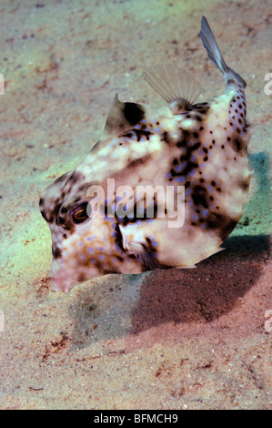 Staunend Surfschulen oder Kofferfisch Tetrasomus Gibbosus, "Red Sea" Stockfoto