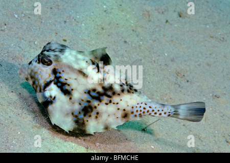 Staunend Surfschulen oder Kofferfisch Tetrasomus Gibbosus, "Red Sea" Stockfoto