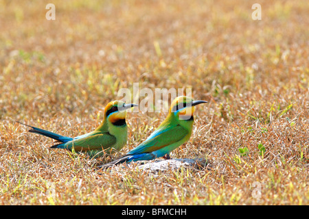 Regenbogen Bienenfresser, Merops Ornatus, sitzen im Boden außerhalb ihre Verschachtelung tunnel Stockfoto