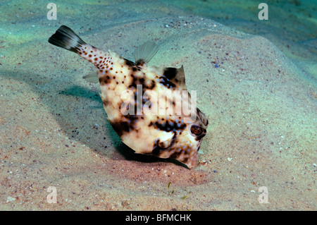 Staunend Surfschulen oder Kofferfisch Tetrasomus Gibbosus. "Rote Meer" Stockfoto