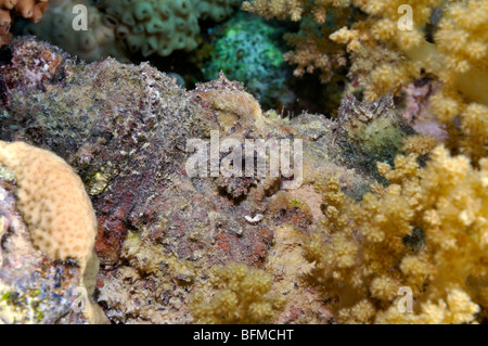 Nahaufnahme des Kopfes gut getarnt Steinfische, Symanceia verzweigt, am Korallenriff. "Rote Meer" Stockfoto